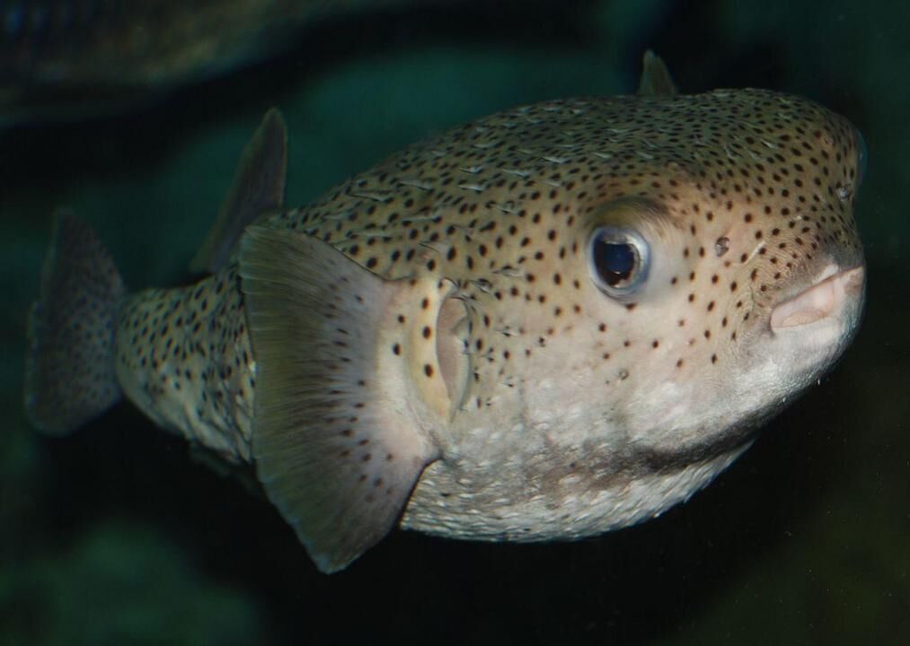 Pufferfish
